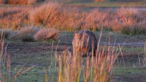 Cautious Wombat hiding during sunset Video stock 71796946