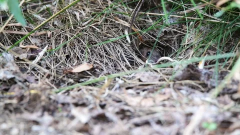 A cautious wood mouse Stock Footage 275018220