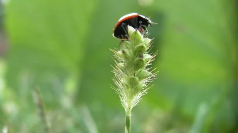 Cautiously, I take off! Stock Footage 286179