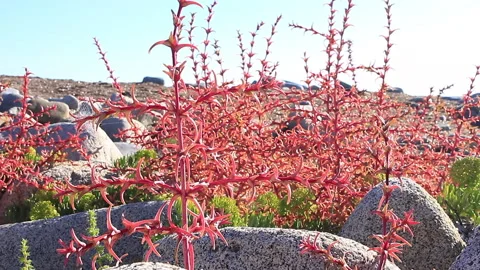 Cava Usai 스톡 동영상 141668916