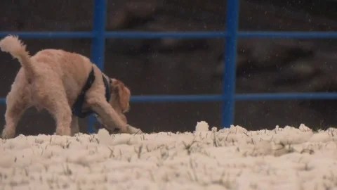 Cavachon dog playing snow Stock Footage 72267686