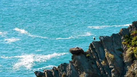 Cavaleiro, storks nesting on the cliffs, Portugal Stock Footage 87330636