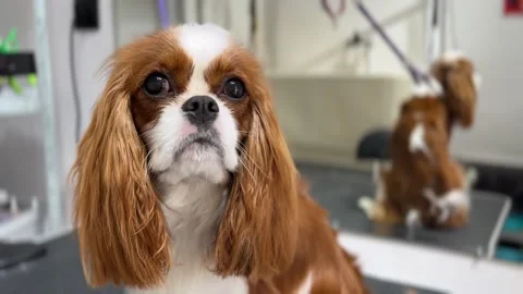 Cavalier Charles King Spaniel at a grooming salon after bathing and brushing Stock Footage 323069712