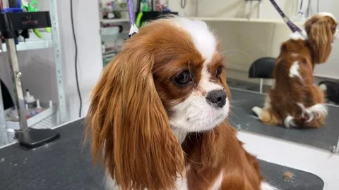 Cavalier Charles King Spaniel at a grooming salon. Cute pet. Stock Footage 323069714
