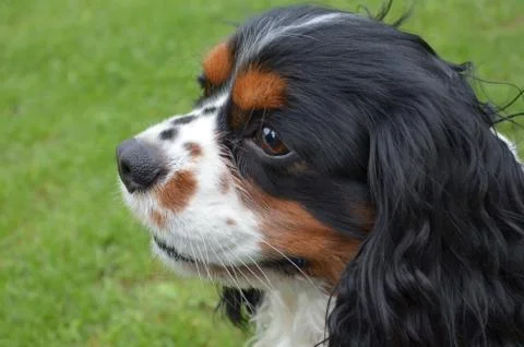 Cavalier head Stock Photos
