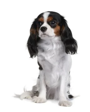 Cavalier King Charles, 9 Months Old, sitting in front of white b Stock Photos