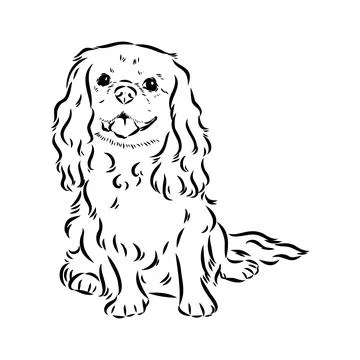 Cavalier King Charles Dog Vector Image Silhouette Stock Illustration