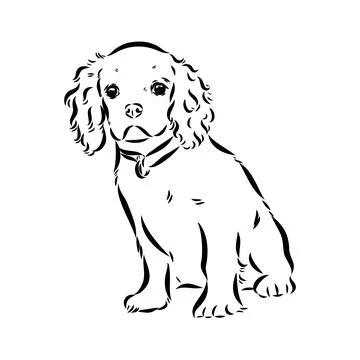 Cavalier King Charles Dog Vector Image Silhouette Stock Illustration