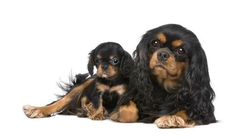 Cavalier King Charles mother and pup Stock Photos