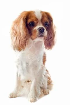 Cavalier king charles Stock Photos