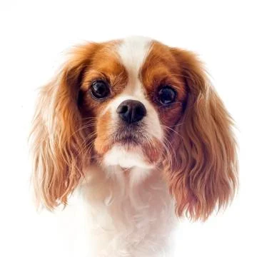 Cavalier king charles Foto stock
