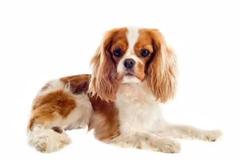 Cavalier king charles Stock Photos
