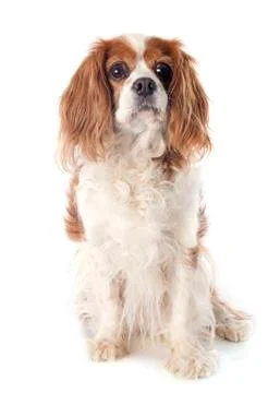 Cavalier king charles Stock Photos