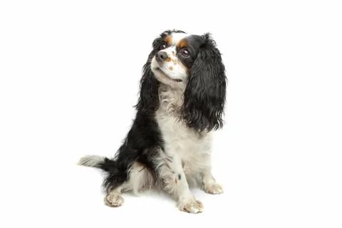 Cavalier king charles Stock Photos