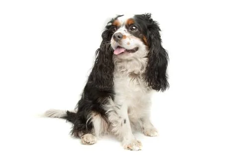 Cavalier king charles Stock Photos