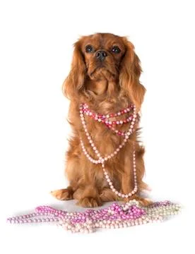 Cavalier king charles Stock Photos