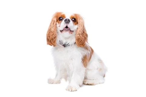 Cavalier king charles Stock Photos