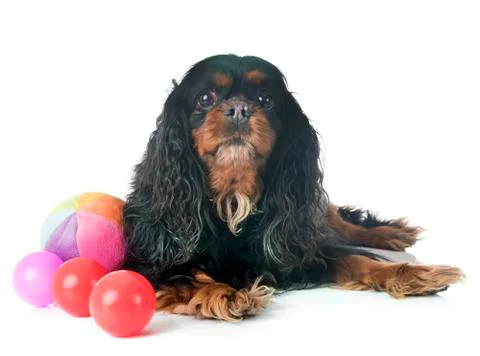 Cavalier king charles Stock Photos