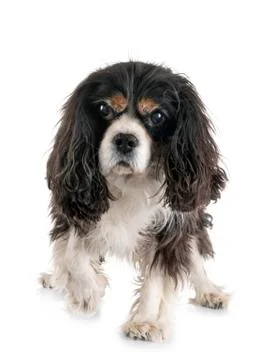 Cavalier king charles Foto stock