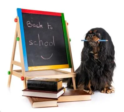 Cavalier king charles Stock Photos