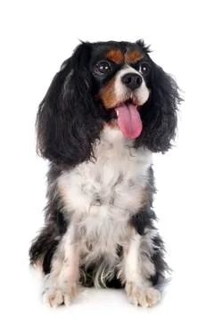Cavalier king charles Stock Photos