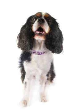 Cavalier king charles Foto stock