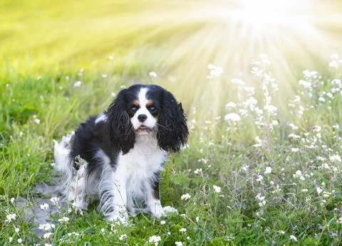 Cavalier king charles Stock Photos