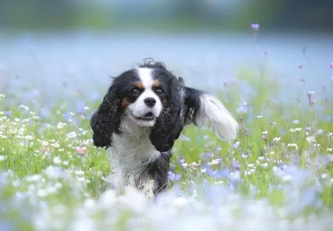 Cavalier king charles Fotos Stock