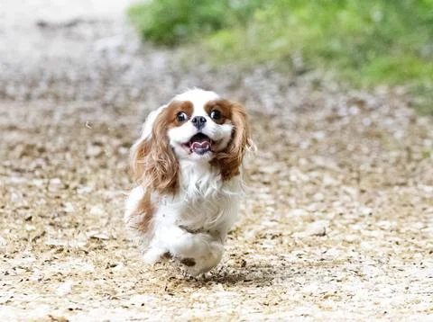 Cavalier king charles Stockfoto's