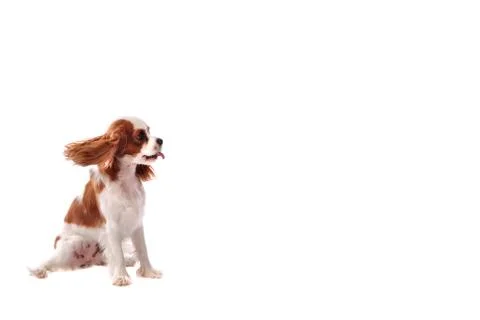 Cavalier king charles spanial Stock Photos