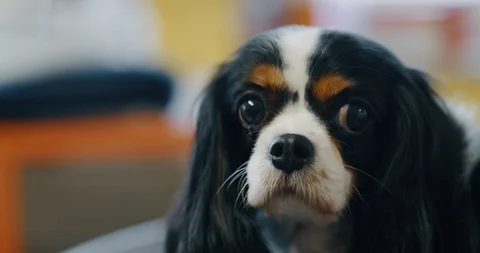 A Cavalier King Charles Spaniel after Stock Video Pond5