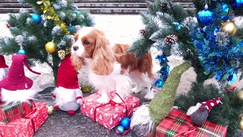 Cavalier King Charles Spaniel against the backdrop of a decorated New Year tree Stock Footage 276479952
