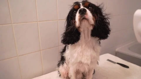 Cavalier King Charles Spaniel in bath Stock Footage 307845092