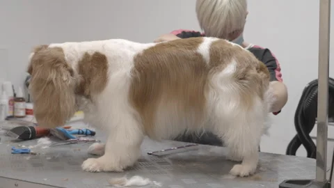 Cavalier King Charles Spaniel being groomed. Stock Footage 252406297