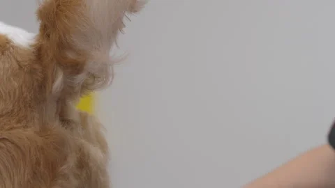 Cavalier King Charles Spaniel being groomed. Stock Footage 252406925