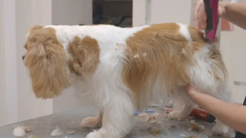 Cavalier King Charles Spaniel being groomed. Stock Footage 252406997