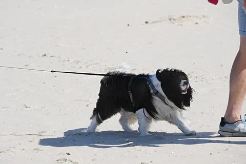 A Cavalier King Charles Spaniel being walked on the beach Stock Photos