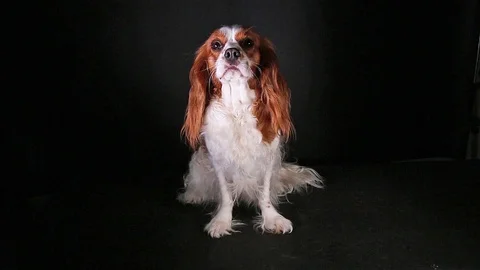 Cavalier king charles spaniel on black screen. Video stock 90227765
