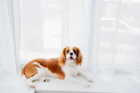 Cavalier King Charles Spaniel - a breed of companion dogs on the windowsill. Stock Photos