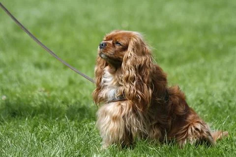 Cavalier King Charles Spaniel Cavalier King Charles Spaniel Copyright: xZo... Foto stock
