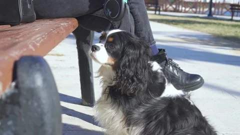 Cavalier King Charles Spaniel close-up. Stock Footage 169162313