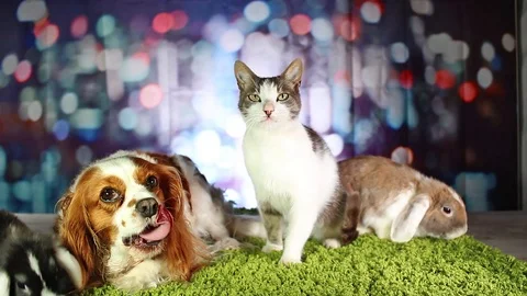 Cavalier King Charles Spaniel Dog Vs Stock Video Pond5