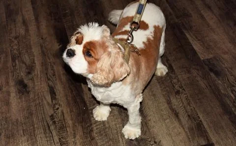 Cavalier King Charles Spaniel dog Stock Photos