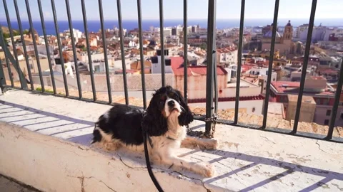 Cavalier King Charles Spaniel Enjoys View Over Santa Cruz, Alicante, Spain Stock Footage 308628649