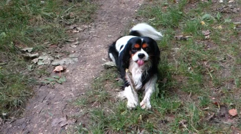 Cavalier King Charles Spaniel Video stock 31819185