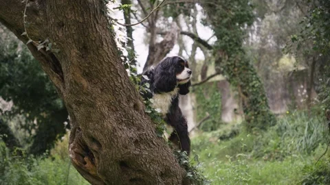 Cavalier King Charles Spaniel in forest Stock Footage 314027307