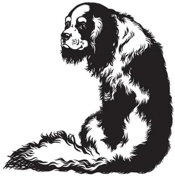 Cavalier king charles spaniel Stock Illustration