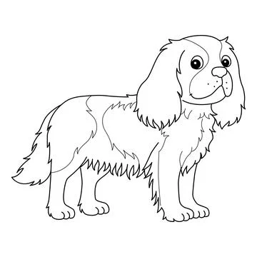 Cavalier King Charles Spaniel Isolated Coloring Stock Illustration