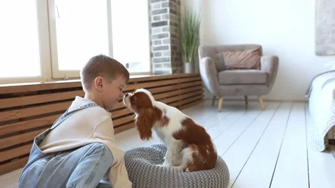Cavalier King Charles Spaniel little poppy plays with a child Stock Footage 255517974