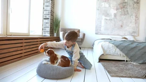 Cavalier King Charles Spaniel little poppy plays with a child Vidéo 256043815
